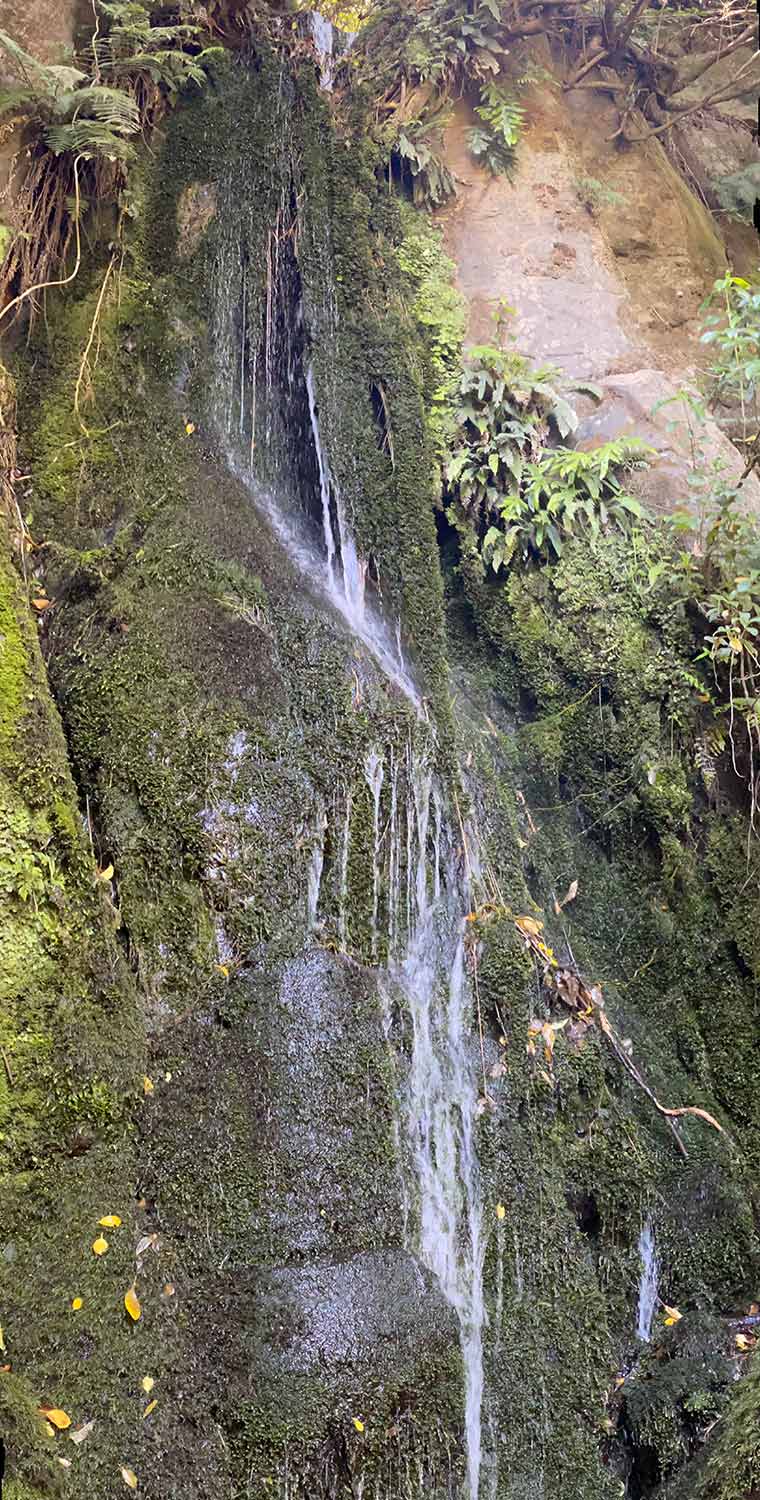 Orton Bradley Park - Gully Falls Waterfalls Near Christchurch